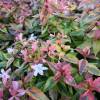 Abelia panach multicolore