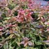 Abelia panach multicolore