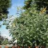 Arbre  papillons Jaune 'Sungold'