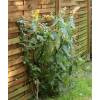 Arbre  papillons Jaune 'Sungold'