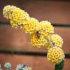 Arbre  papillons Jaune 'Sungold'