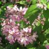 Deutzia rose