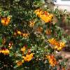 Berberis de Darwin, Epine-vinette de Darwin