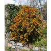 Berberis de Darwin, Epine-vinette de Darwin