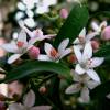 Eriostme  feuilles de Myoporum, Philotheca