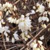 Forsythia blanc de Core