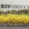 Forsythia rampant