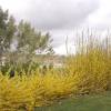 Forsythia rampant