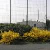 Forsythia rampant