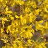 Forsythia rampant