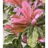 Photinia tricolore 'Pink Crispy'