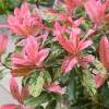 Photinia tricolore 'Pink Crispy'