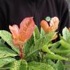 Photinia tricolore 'Pink Crispy'