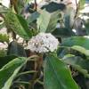 Photinia tricolore 'Pink Crispy'