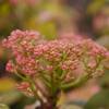 Photinia tricolore 'Pink Crispy'