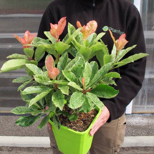 Photinia Palissé Sur Tige Photinia Tricolore Pink Crispy Vente Photinia Tricolore Pink