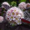 Physocarpe  feuilles d'Obier 'Lady in Red'