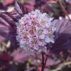 Physocarpe  feuilles d'Obier 'Lady in Red'