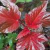 Physocarpe  feuilles d'Obier 'Lady in Red'