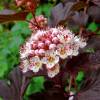 Physocarpe  feuilles d'Obier 'Lady in Red'