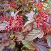 Physocarpe  feuilles d'Obier 'Lady in Red'