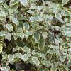 Pittospore à petites feuilles panachées