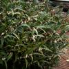 Sarcococca hookeriana