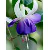 Fuchsia 'Blue Sarah'