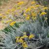 Plante curry, Immortelle d'Italie