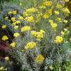 Plante curry, Immortelle d'Italie