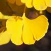 Ginkgo biloba nain 'Mariken'