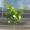 Ginkgo biloba nain 'Mariken'