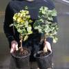 Ginkgo biloba nain 'Mariken'