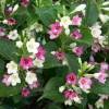 Weigelia bicolore blanc rose