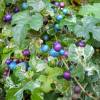 Vigne vierge  fruits bleus 'Elegans'