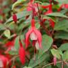 Fuchsia 'Madame Cornelissen'