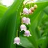 Muguet rose