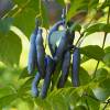 Arbre aux haricots bleus