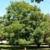 Arbre  caf du Kentucky, Chicot du Canada