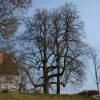 Arbre  caf du Kentucky, Chicot du Canada