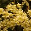 Verveine exotique,Lits�e citronn�e,Poivre montagne