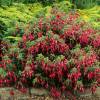 Fuchsia 'Tom Thumb'