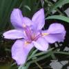 Iris du Japon 'Rose Queen'