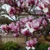 Magnolia x Soulangeana 'Rustica Rubra'