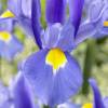Iris japonais bleu