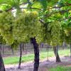 Vigne de table blanc