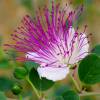 C�prier commun