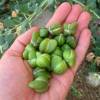 C�prier commun