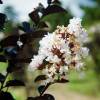 Lilas d't  feuillage noir - Blanc