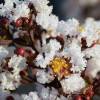 Lilas d't  feuillage noir - Blanc